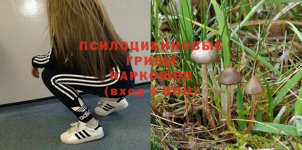 стаф Тавда