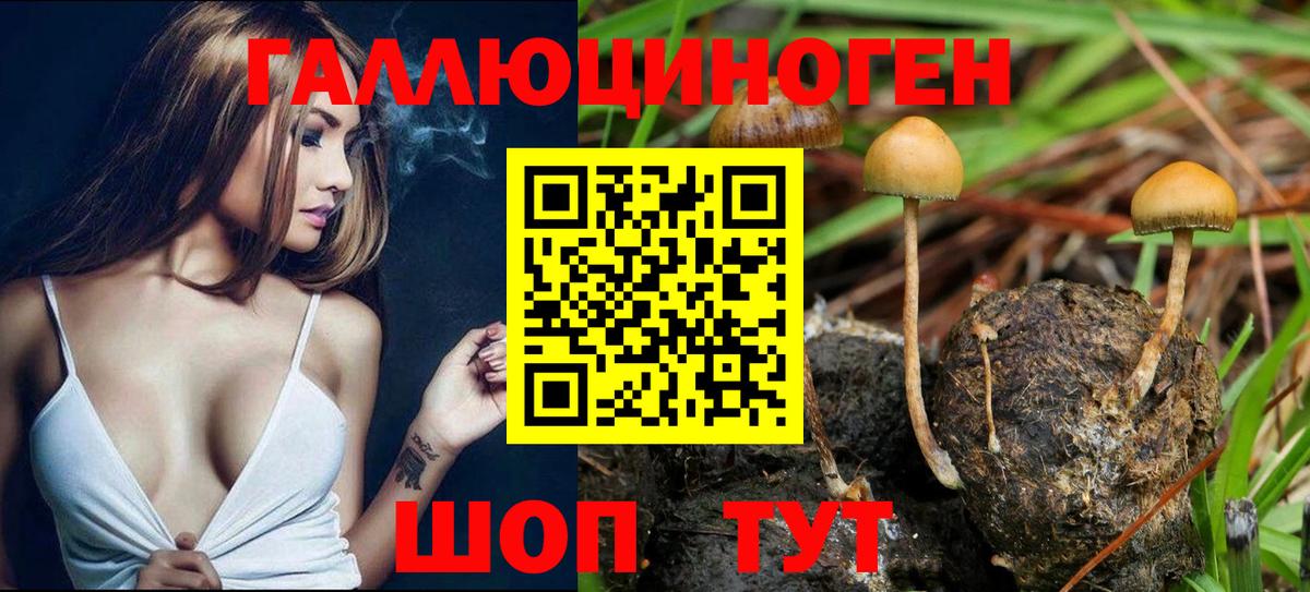 Галлюциногенные грибы Psilocybine cubensis Калининград